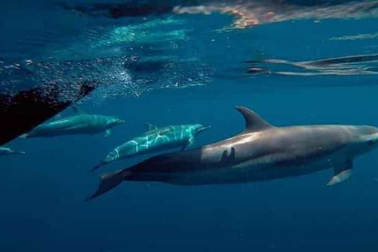 David Dauphins Excursion