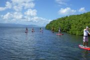 paddle mangrove